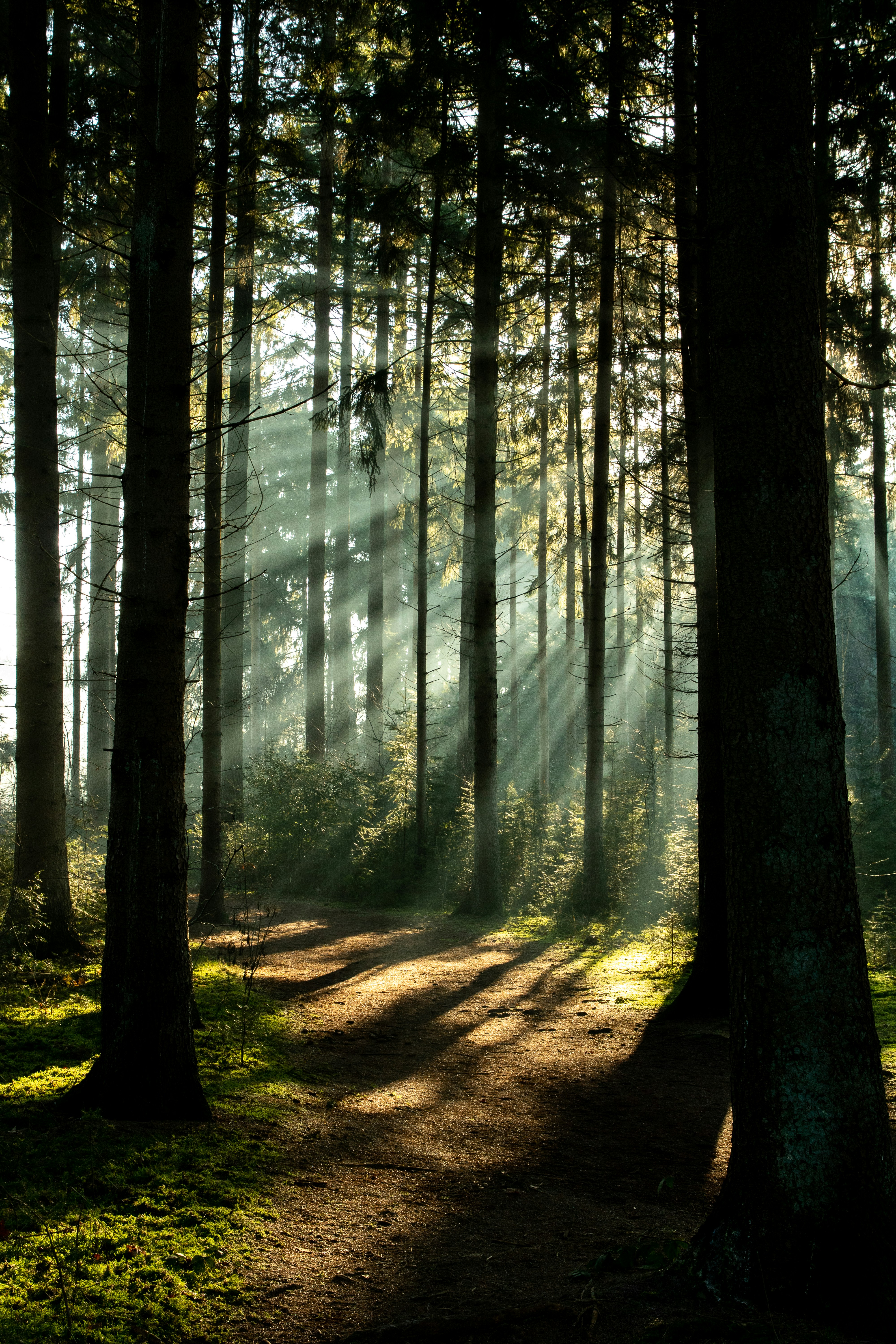 Sunlight streaming through Dutch forest